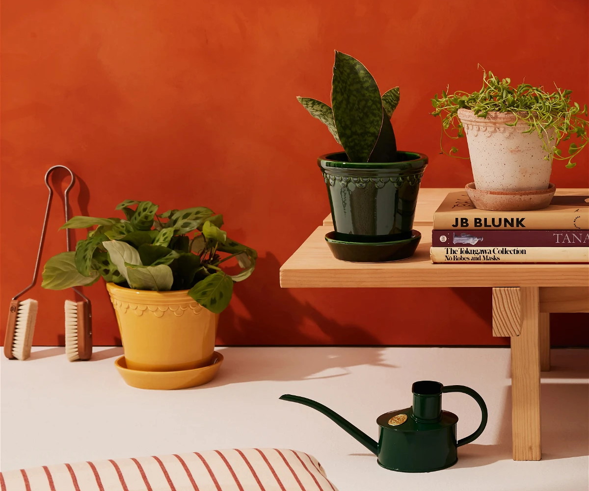 three potted plants sitting on a table