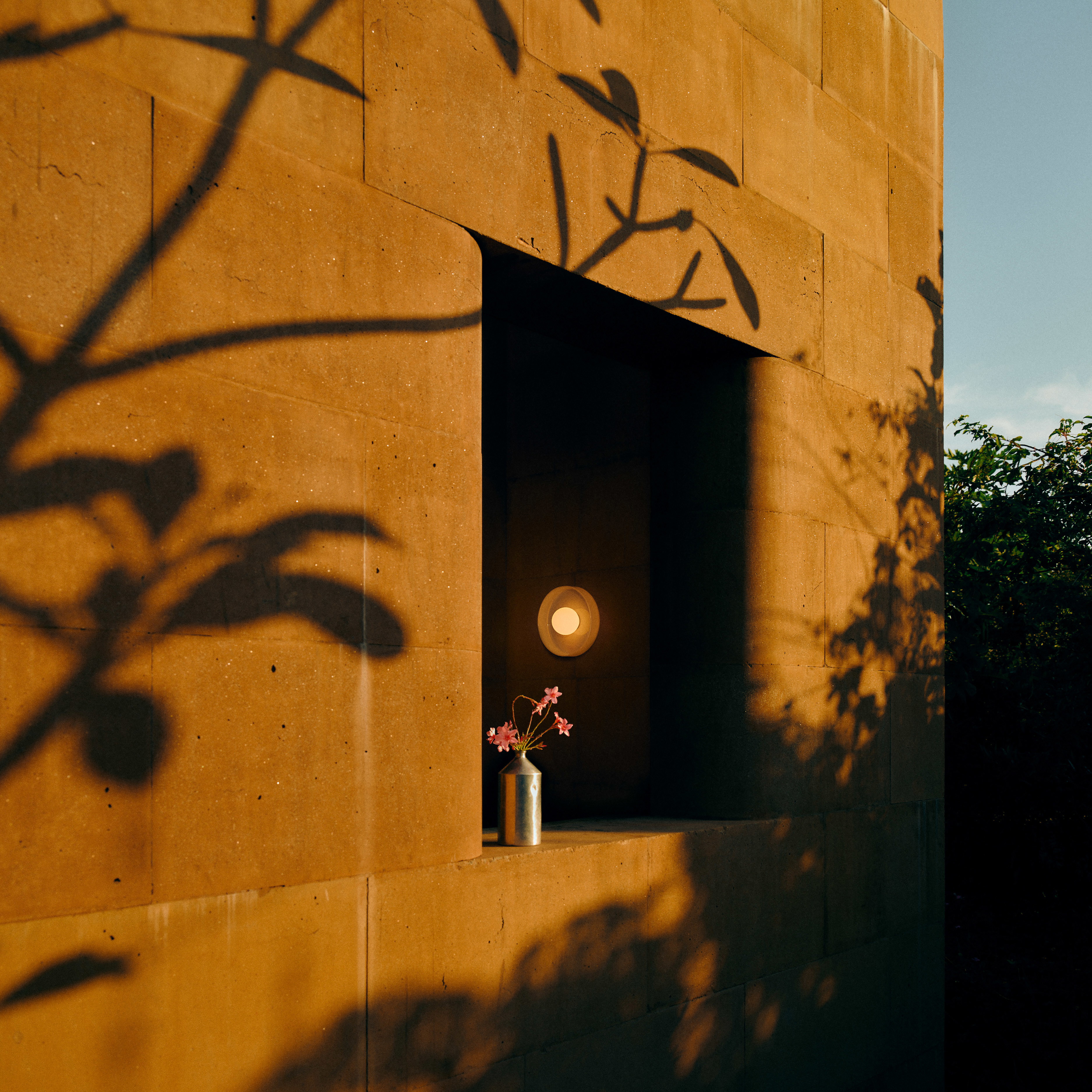 a plant casts a shadow on a wall